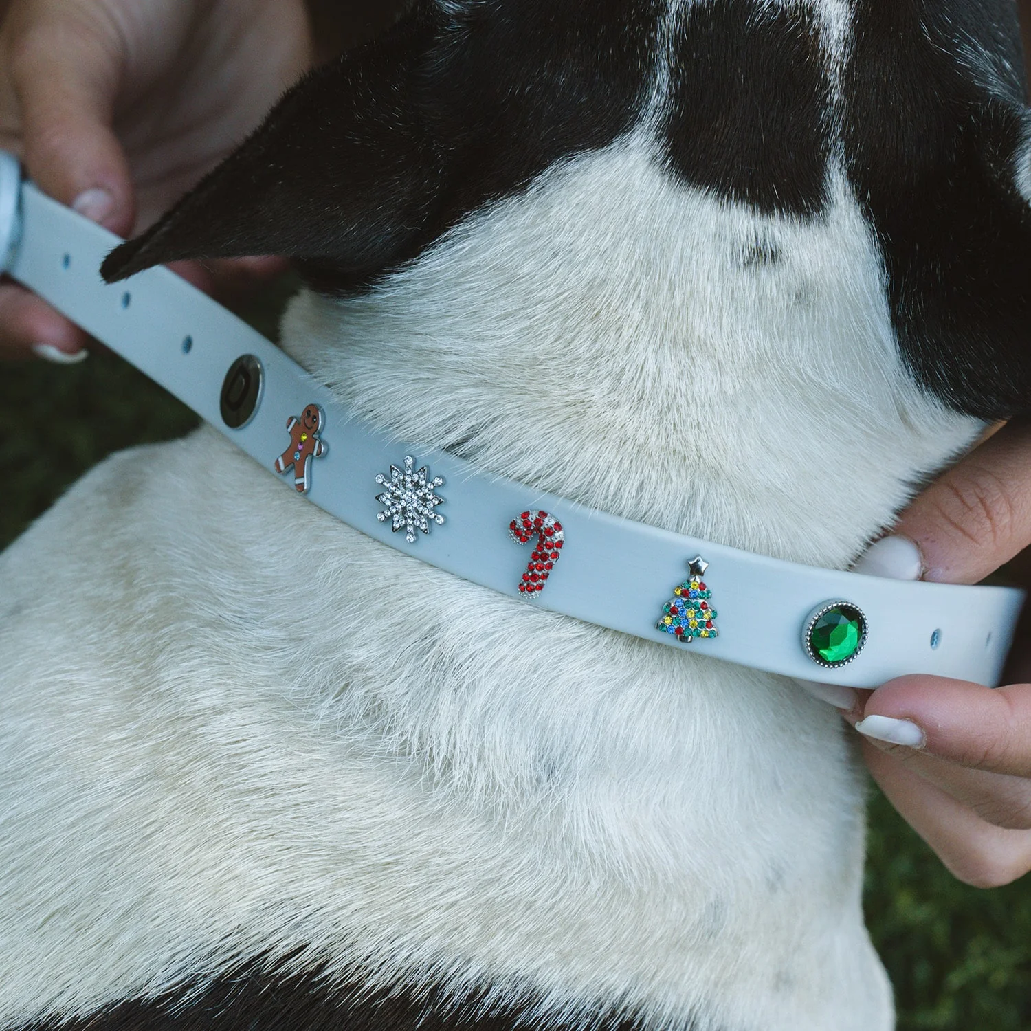 Build Your Dog Collar - Image 7